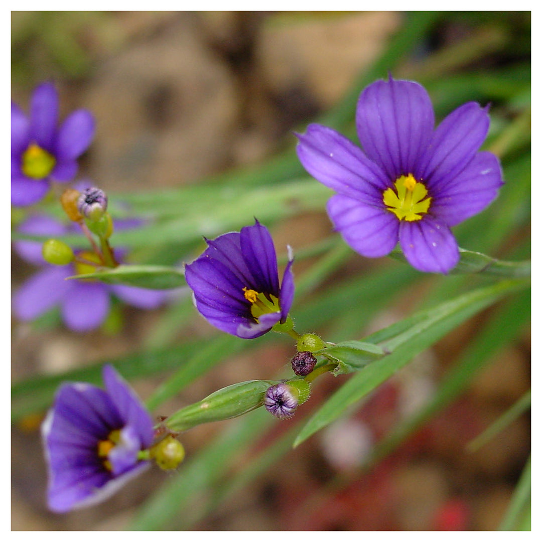 Sisyrinchium Flower Seeds – Heirloom, Non-GMO, Blue-Eyed Grass Blooms for Garden Planting | Neera Seeds product photo [neera-v4-409c68b9d39712aba8fd]