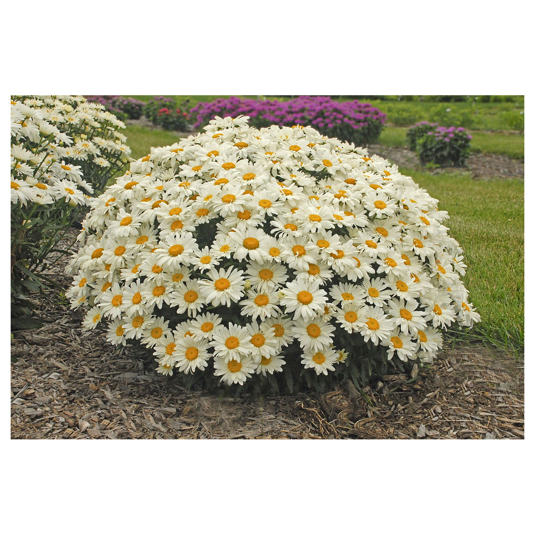 White Daisy Bush Planting Terrace Garden Flower Bed Flower Seeds Home Garden Planting, | Neera Seeds product photo [neera-v4-40a60299dad0e8e86518]