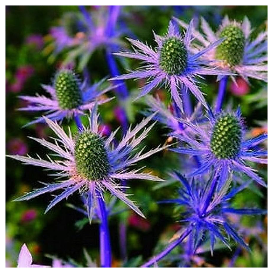 Sea Holly Eryngium Planum Seestechpalmen Blau Flower For Planting Unique Blooms For Drought | Neera Seeds product photo [neera-v4-40b2cf5cc061c23fe313]