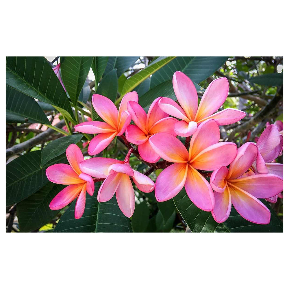 Pink Frangipani Flower Seeds for Planting | Heirloom Non-GMO High Germination Organic Garden Seeds | Neera Seeds product photo [neera-v4-40b5ec7f0463439b42af]