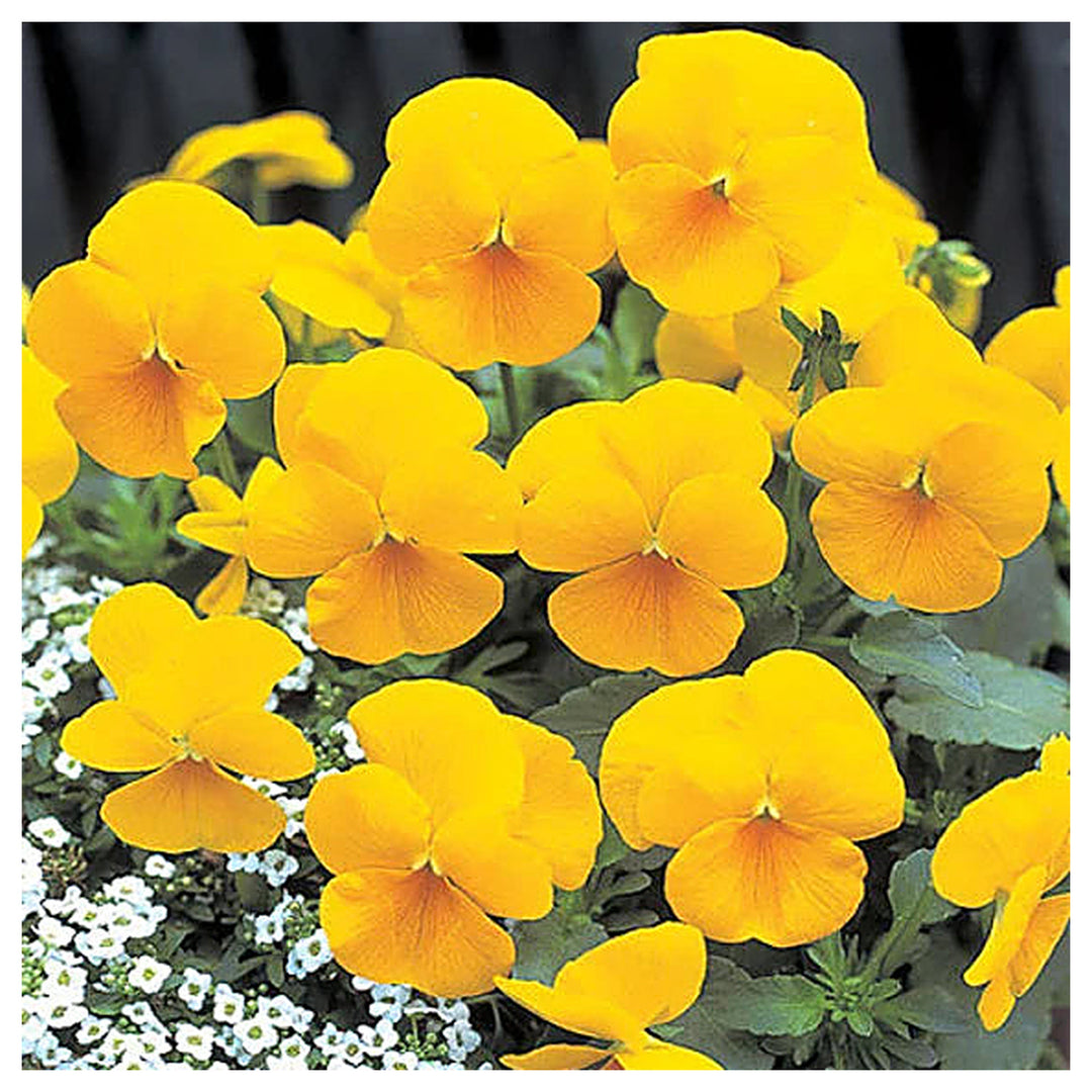 Organic Yellow Swiss Pansy Flower Seeds for Planting – Heirloom, Non-GMO Garden Seeds | Neera Seeds product photo [neera-v4-40c5c39325b34da43b23]
