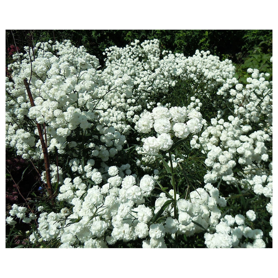White Pellitory Flower Seeds – Heirloom Non-GMO High Germination Seeds for Planting Organic Garden Blooms | Neera Seeds product photo [neera-v4-40d0d13de61cbc6122e1]