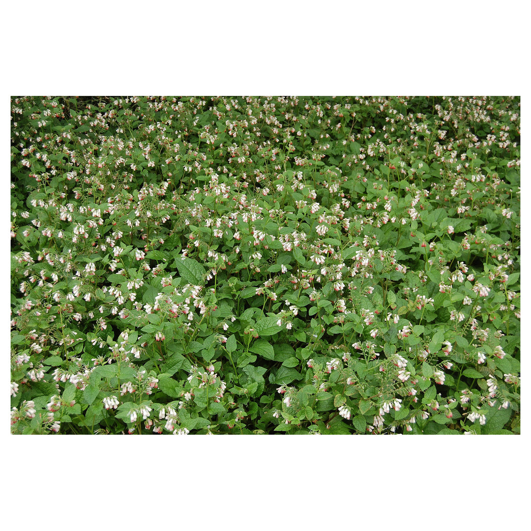 Heirloom Non-GMO Pink Symphytum Flower Seeds for Medicinal and Cottage Garden Planting | Neera Seeds product photo [neera-v4-40df6b111c2fd189b8f9]