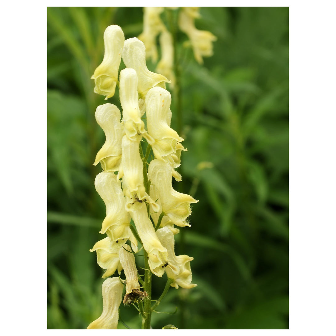 Heirloom Lycoctonum Flower Seeds, Non-GMO Tall Spiked Blooms for Cottage and Woodland Garden Planting | Neera Seeds product photo [neera-v4-40eba0e1d7d696eaf3e1]