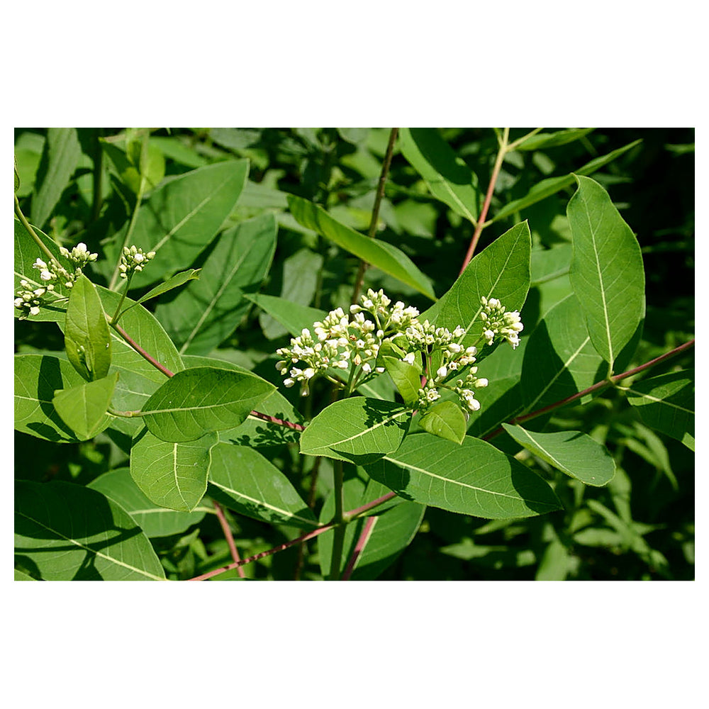 Heirloom Non-GMO Dogbane Plant Seeds for Planting – Hardy Medicinal Plant for Pollinator-Friendly Gardens | Neera Seeds product photo [neera-v4-4100c9d5e406cc69bb69]