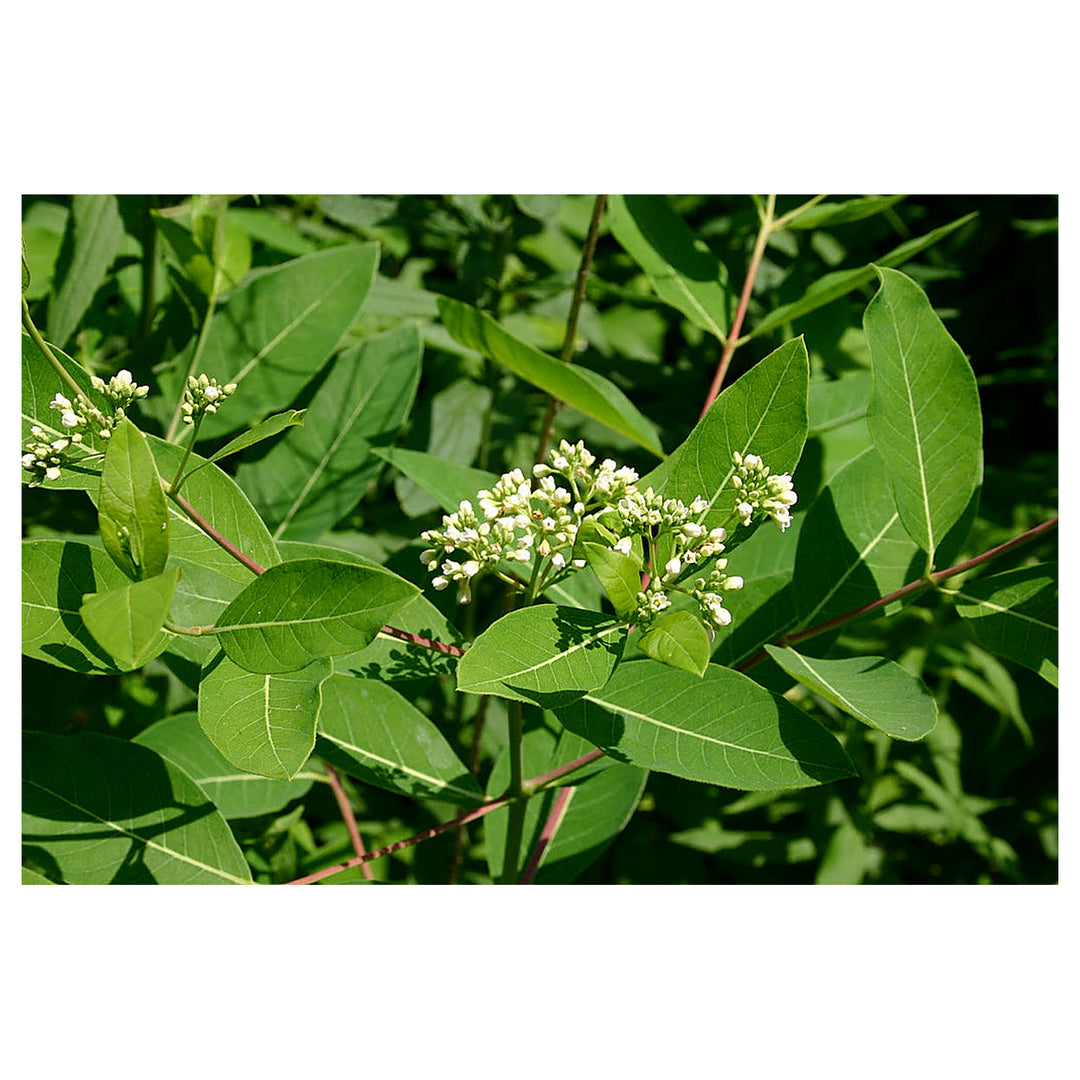 Heirloom Non-GMO Dogbane Plant Seeds for Planting – Hardy Medicinal Plant for Pollinator-Friendly Gardens | Neera Seeds product photo [neera-v4-4100c9d5e406cc69bb69]