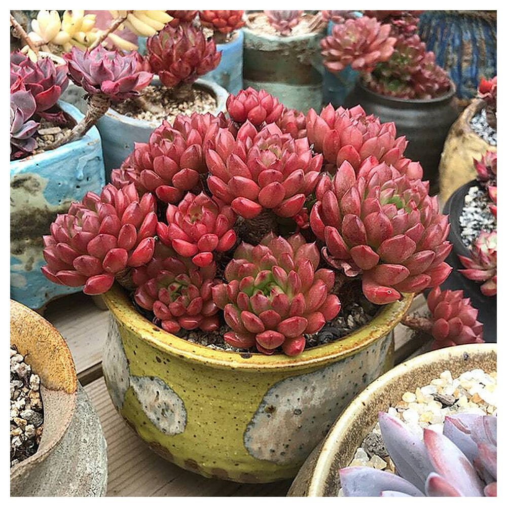 Dark Red Succulent Flower Seeds – Heirloom, Non-GMO, High Germination Drought-Tolerant Seeds for Planting | Neera Seeds product photo [neera-v4-4105d5e0c6e4e066fa5c]