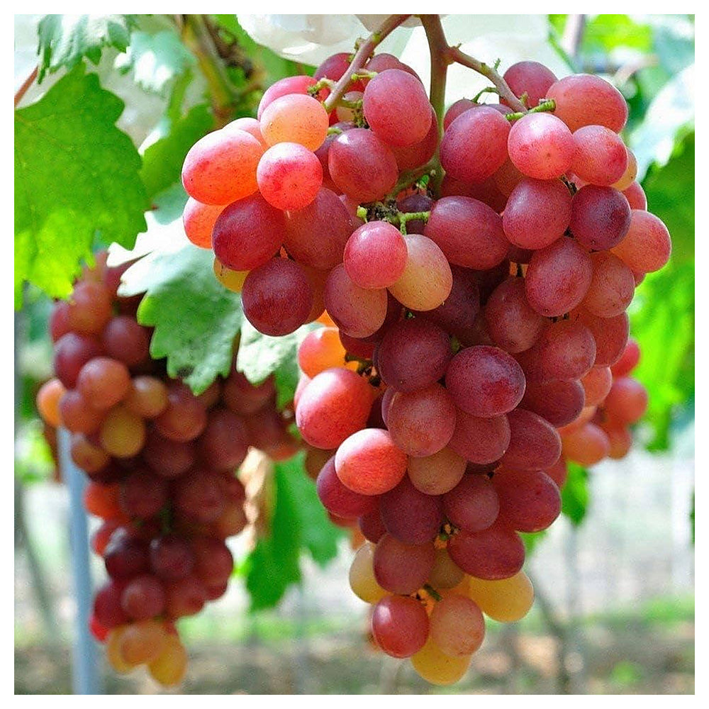 Green Red Grape Fruit Seeds for Planting – Sweet & Tangy Grapes for Backyard, Heirloom & Non-GMO Seeds | Neera Seeds product photo [neera-v4-410631287558e29f6c20]