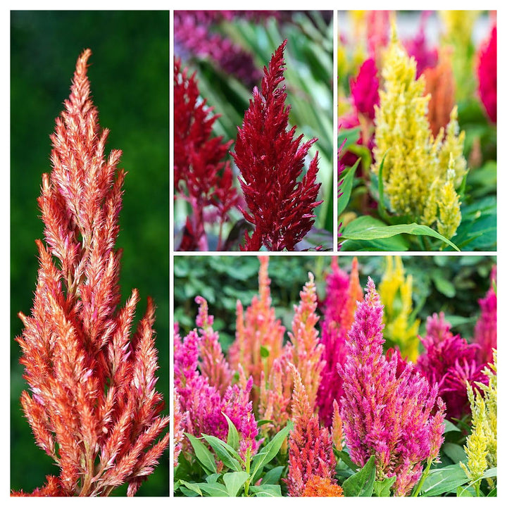 Plumed Flower Seeds for Garden Planting – 100 pcs – Vibrant Celosia Blooms – Heirloom, Non-GMO, High Germination | Neera Seeds product photo [neera-v4-4106da2a9c7db8734209]