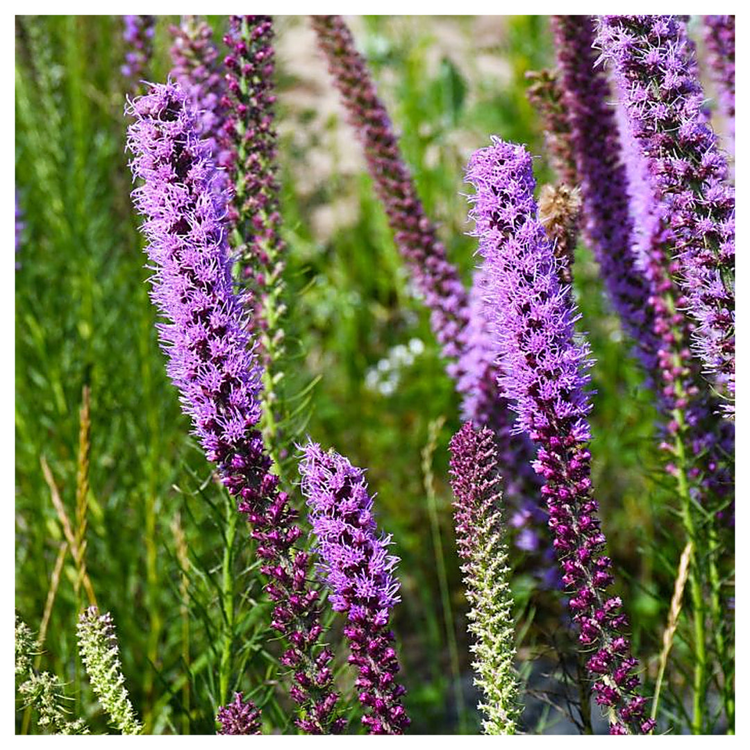 Lavender Liatris Flower Seeds for Planting – Heirloom Non-GMO Organic Garden Seeds, High Germination | Neera Seeds product photo [neera-v4-4109a76802594d68bb17]