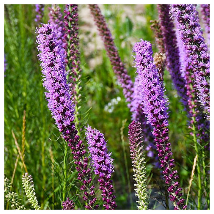 Lavender Liatris Flower Seeds for Planting – Heirloom Non-GMO Organic Garden Seeds, High Germination | Neera Seeds product photo [neera-v4-4109a76802594d68bb17]