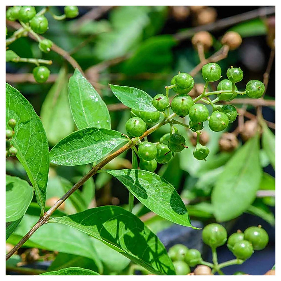 Heirloom Non-GMO Lawsonia Inermis Plant Seeds – Natural Henna for Garden Growing | Neera Seeds product photo [neera-v4-4121286be040dd666f9a]