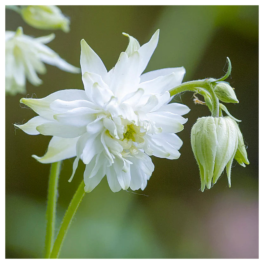 Heirloom Barlow Columbine Flower Seeds for Planting – Non-GMO, Organic Garden Seeds with High Germination | Neera Seeds product photo [neera-v4-4129af93bdc670aca285]