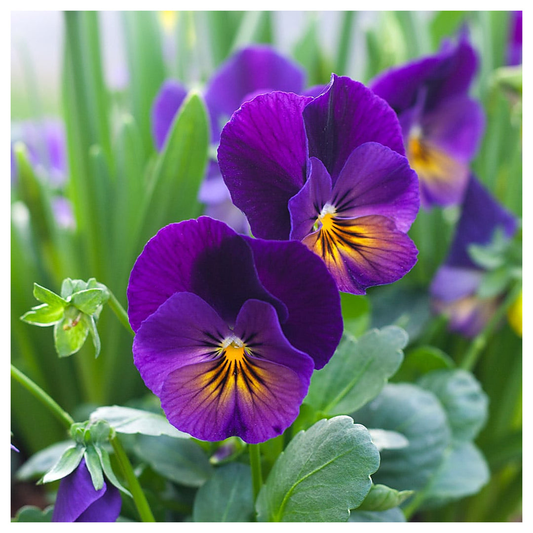 Heirloom Non-GMO Purple Viola Flower Seeds for Spring Planting – Vibrant Blooming Flower Seeds | Neera Seeds product photo [neera-v4-414af51ba174d9ba1f16]