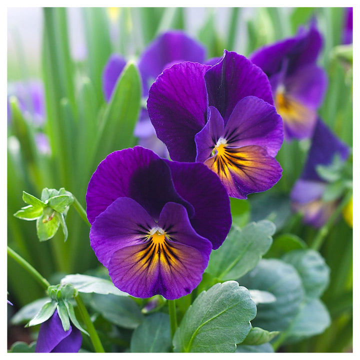 Heirloom Non-GMO Purple Viola Flower Seeds for Spring Planting – Vibrant Blooming Flower Seeds | Neera Seeds product photo [neera-v4-414af51ba174d9ba1f16]