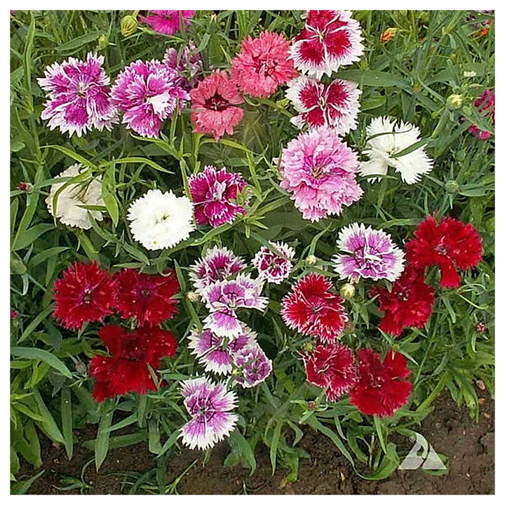 Mixed Dianthus Flower Seeds for Planting – Organic, Heirloom, Non-GMO Seeds | Neera Seeds product photo [neera-v4-415127f4e3d24c801e6a]