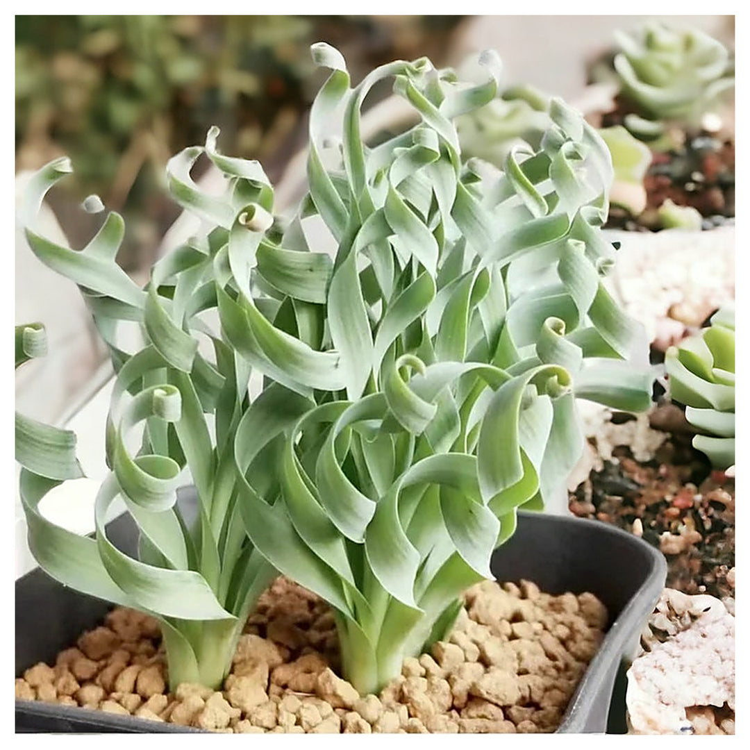 Organic Heirloom Non-GMO Spiralis Seeds for Planting – Fresh Vibrant Ornamental Plants | Neera Seeds product photo [neera-v4-4153b4eac8b20d2785ed]