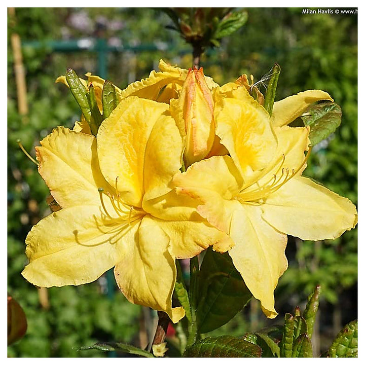 Light Yellow Azalea Flower Seeds for Planting – Heirloom, Non-GMO, High Germination Bright Ornamental Shrub Seeds | Neera Seeds product photo [neera-v4-415700fc06d1625adb83]