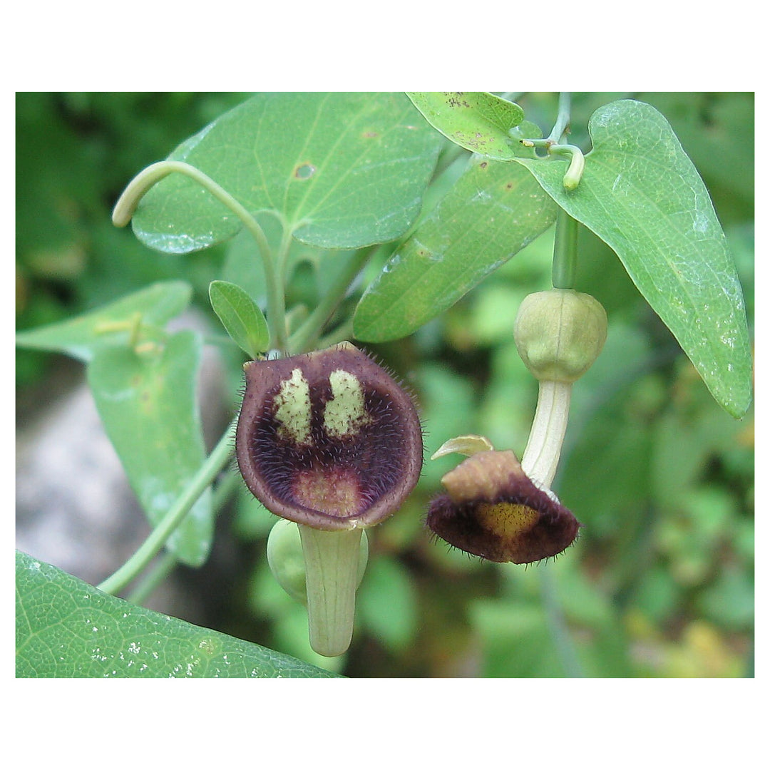 Heirloom Non-GMO Aristolochia Debilis Flower Seeds for Planting – Unique Ornamental Vines | High Germination | Neera Seeds product photo [neera-v4-41666b0f5753260941a0]