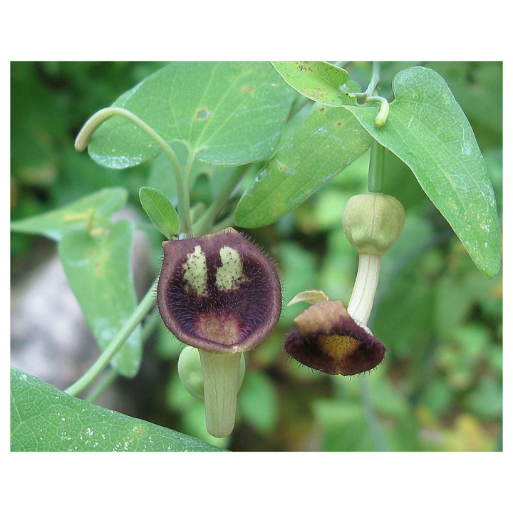 Heirloom Non-GMO Aristolochia Debilis Flower Seeds for Planting – Unique Ornamental Vines | High Germination | Neera Seeds product photo [neera-v4-41666b0f5753260941a0]