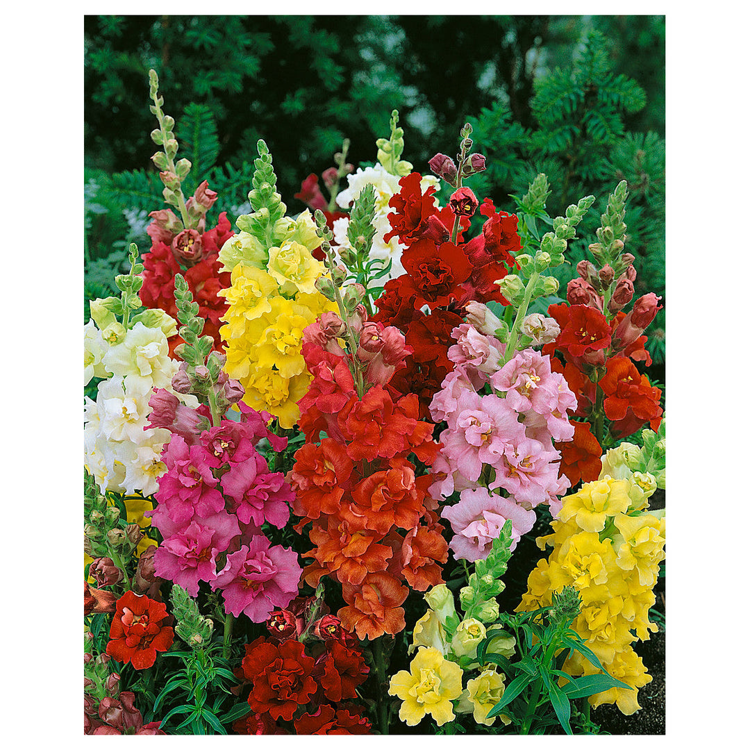 Heirloom Antirrhinum Flower Seeds, Non-GMO, Snapdragon Blooms for Garden Borders | Neera Seeds product photo [neera-v4-416bd6382dadc58cbd1b]
