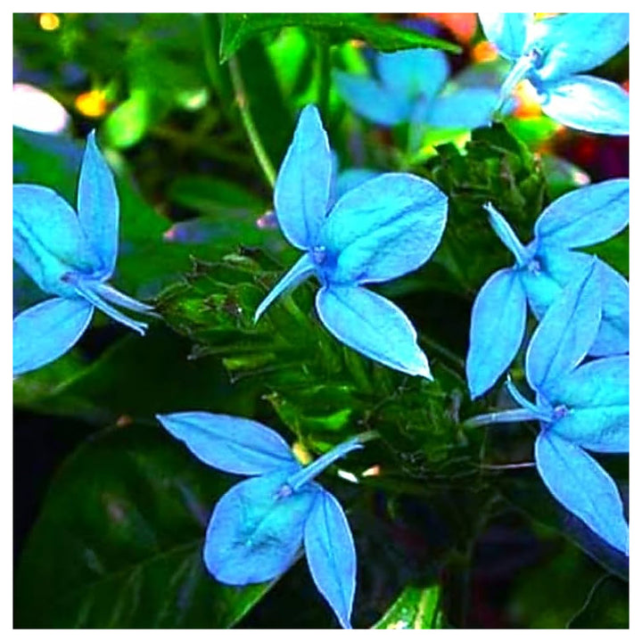 Heirloom Non-GMO Blue Ecbolium Viride Flower Seeds for Garden Landscaping and Home Gardening | Neera Seeds product photo [neera-v4-4177e5397fa512d52bb8]