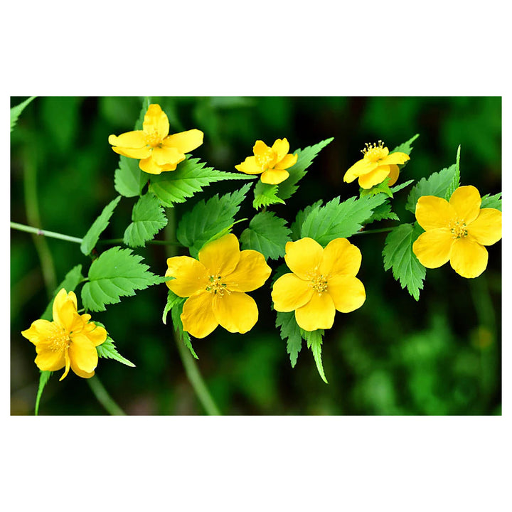 Heirloom Non-GMO Kerria Japonica Flower Seeds for Planting – Bright Yellow Blooms for Ornamental Shrub Gardens | Neera Seeds product photo [neera-v4-41797c3abd6152957d02]