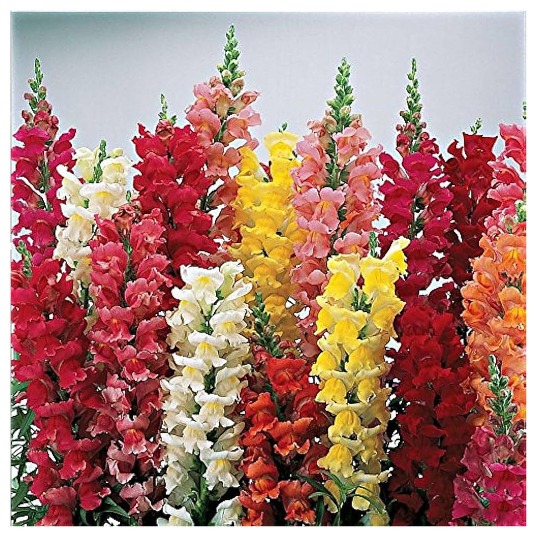 Snapdragon Flower Seeds for Planting – 100 pcs Heirloom Non-GMO High Germination Organic Garden Seeds | Neera Seeds product photo [neera-v4-417f36d80f3562483492]