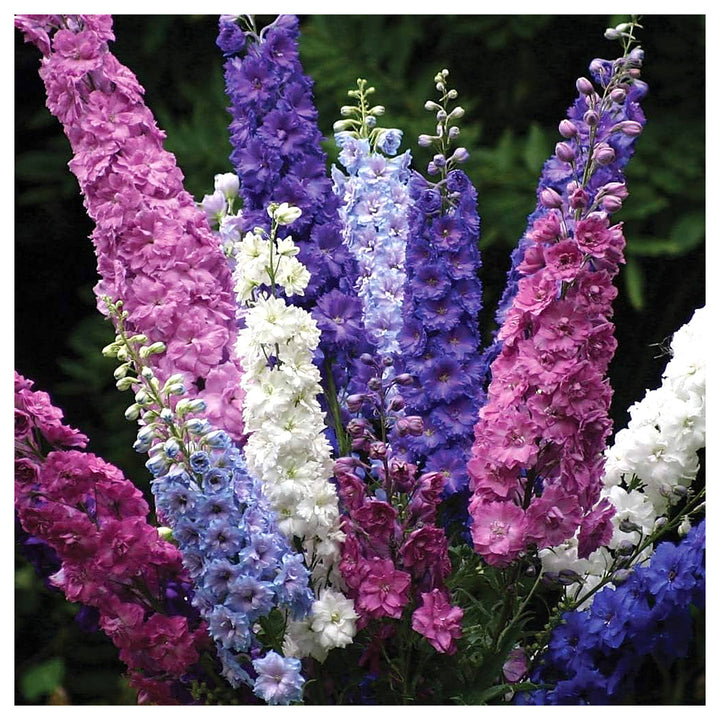Delphinium Pacific Riesen Mix Perennial Flower Seeds Home Garden Planting, Landscape Organic | Neera Seeds product photo [neera-v4-4185cafdcd847a6e4827]