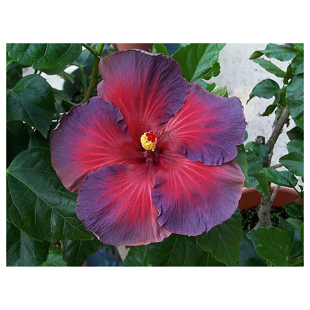 Ash Red Hibiscus Flower Seeds – Heirloom Non-GMO Seeds for Garden Planting | Neera Seeds product photo [neera-v4-418a722f84ad21c9d365]