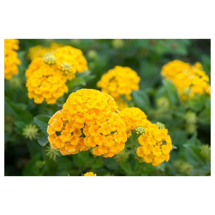Deep Yellow Lantana Flower Seeds for Planting – Heirloom, Non-GMO, High Germination Organic Garden Seeds | Neera Seeds product photo [neera-v4-419f44561a5ecdfc6441]