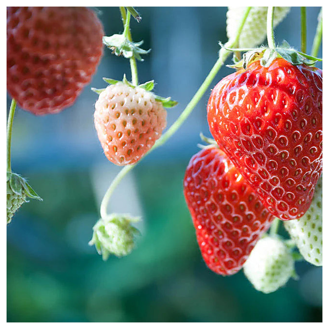 Strawberry Alexandria Fruit Seeds for Planting – Beginner-Friendly, Sweet Berries, Heirloom, High Germination, Non- | Neera Seeds product photo [neera-v4-41a2d1a832828b7066a0]