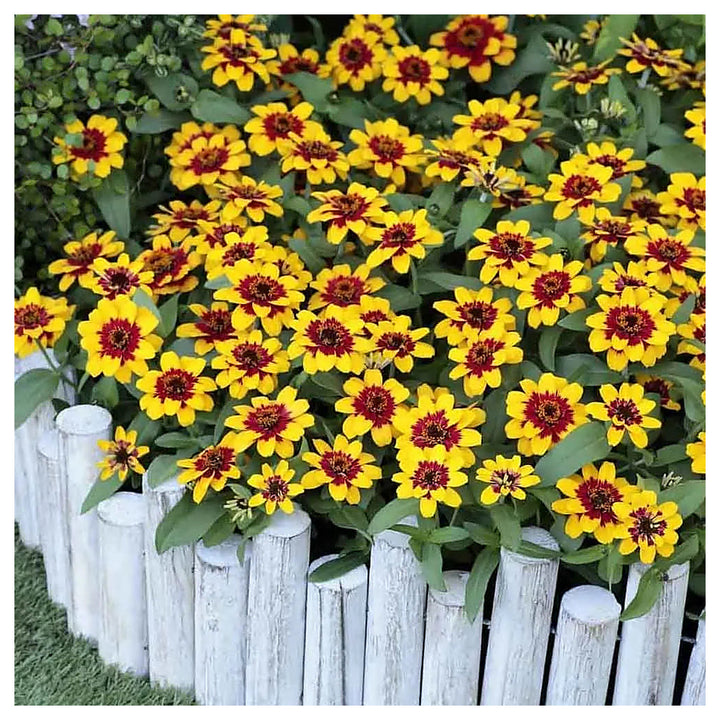 Red Yellow Zinnia Flower Seeds for Planting – Bright, Colorful, Heirloom, Non-GMO, High Germination Garden Seeds | Neera Seeds product photo [neera-v4-41aa2df466a3c920fff0]