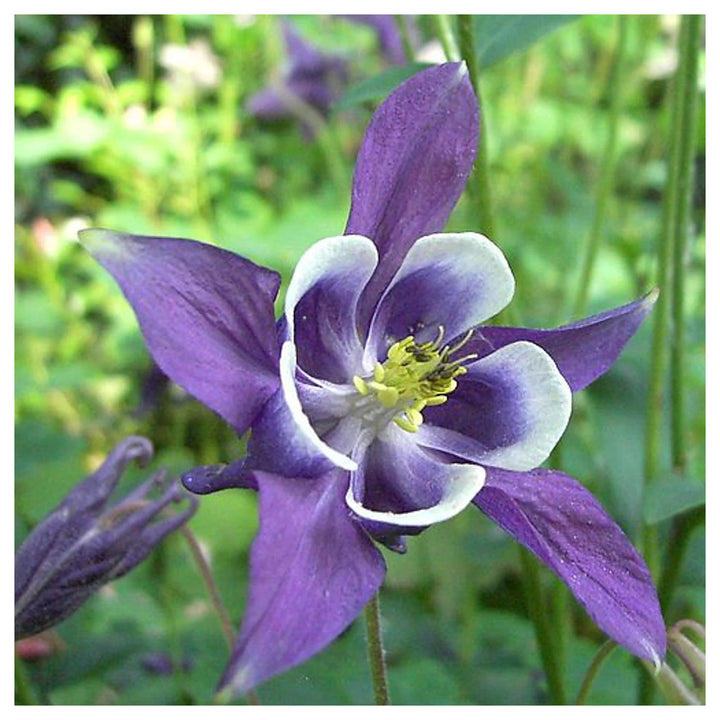 Blue Rare Columbine Aquilegia Flowers For Perennial Garden Flower Seeds for Home Garden Planting, | Neera Seeds product photo [neera-v4-41ac8cbce14dc03ee7dd]