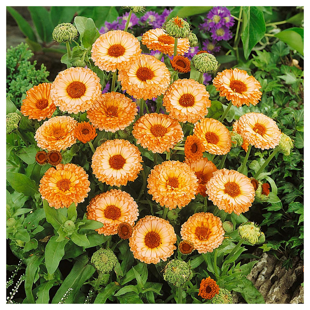 Heirloom Pink Marigold Flower Seeds - Non-GMO, High Germination Organic Garden Seeds for Planting Vibrant Blooms | Neera Seeds product photo [neera-v4-41d8368ce6f0ac03a2d5]