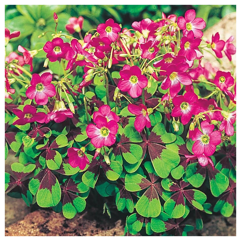 Oxalis Iron Cross Plant Seeds – Heirloom, Non-GMO Seeds for Planting Unique Garden Foliage | Neera Seeds product photo [neera-v4-41e908ccf4142e0d3108]