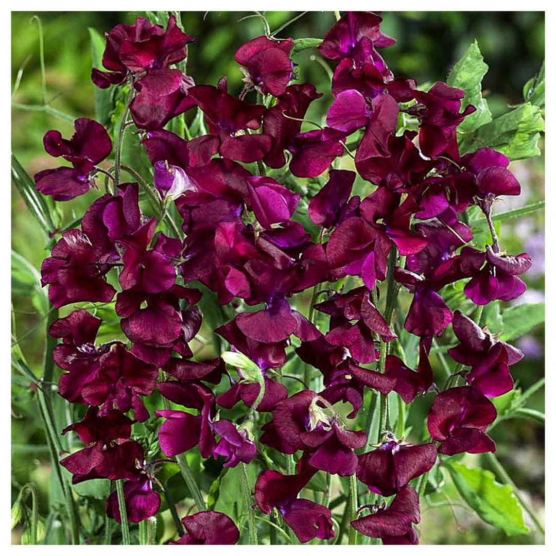 Beaujolais Sweet Pea For Planting Lathyrus Odoratus For Trellises And Balcony Gardens Flower Seeds | Neera Seeds product photo [neera-v4-41fb1964fa0baac12775]