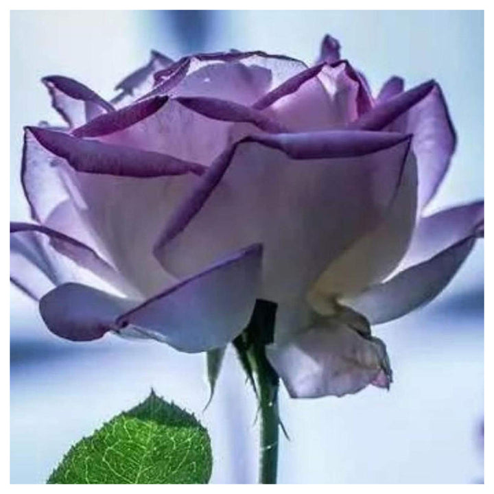 Violet Rose Edge Plant Seeds for Planting – Heirloom, Non-GMO, High Germination Beautiful Garden Flowers | Neera Seeds product photo [neera-v4-4207807df5376596aab4]