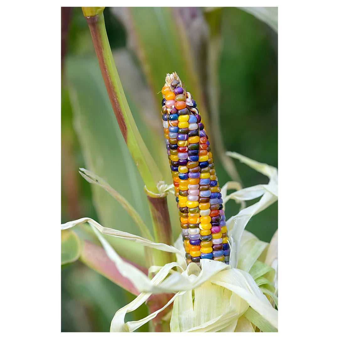 Glass Gem Rainbow Corn Seeds for Planting – Heirloom, Non-GMO, Colorful Organic Popcorn Garden Seeds | Neera Seeds product photo [neera-v4-42084eb8049749f40cee]