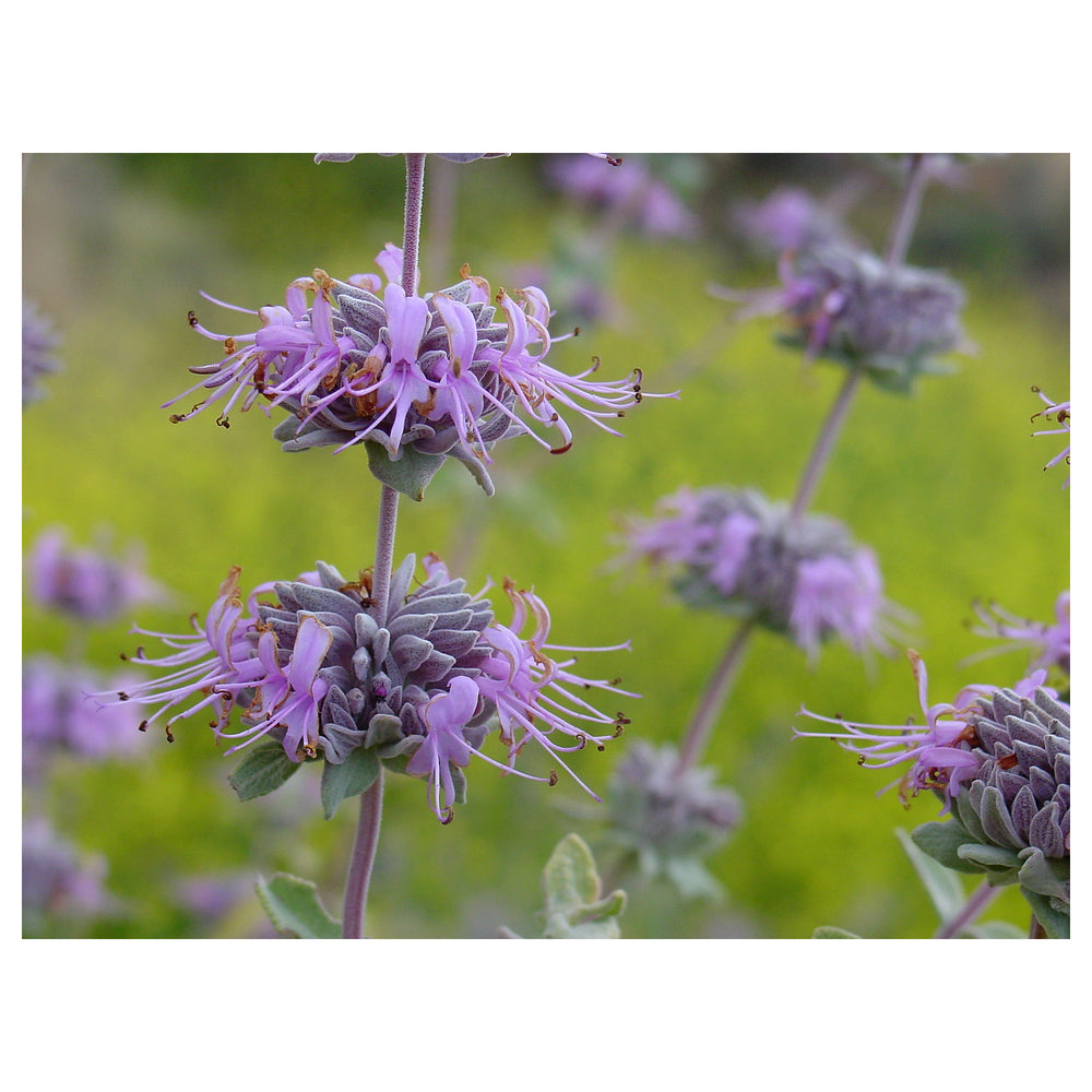 Violet Salvia Meadow Sage Flower Seeds for Planting | Heirloom Non-GMO High Germination Organic Garden Seeds | Neera Seeds product photo [neera-v4-420ad50df802af16d2e9]