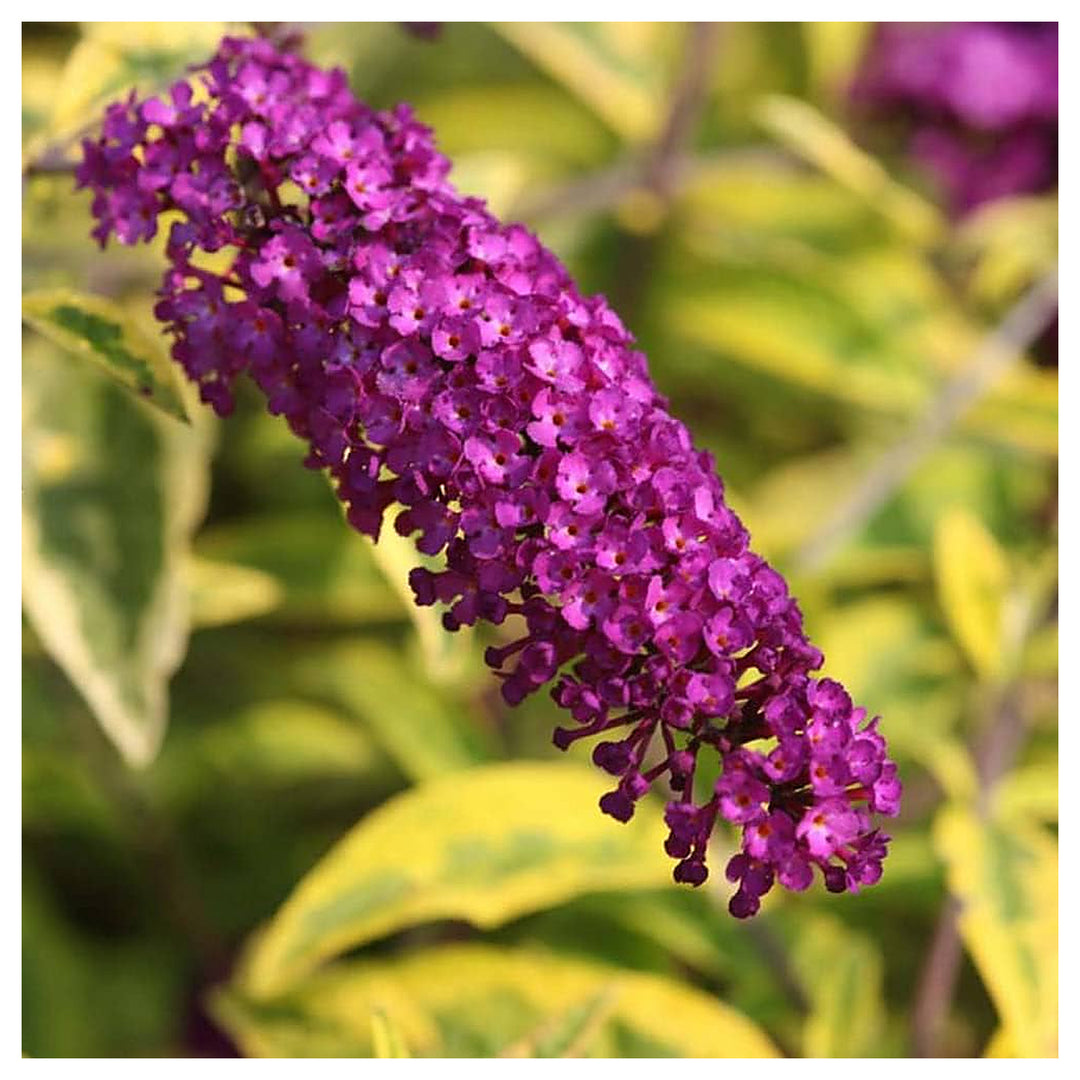 Violet Buddleia Davidii Plant Seeds for Planting – Heirloom, Non-GMO, Flowering Shrubs | Neera Seeds product photo [neera-v4-42137a10e3b13e21be4a]