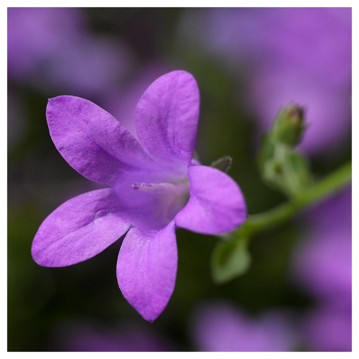 Purpleb Portenschlagiana Flower Seeds for Planting – Heirloom, Non-GMO, High Germination Organic Garden Seeds | Neera Seeds product photo [neera-v4-4215f69e0e712e63a7d2]