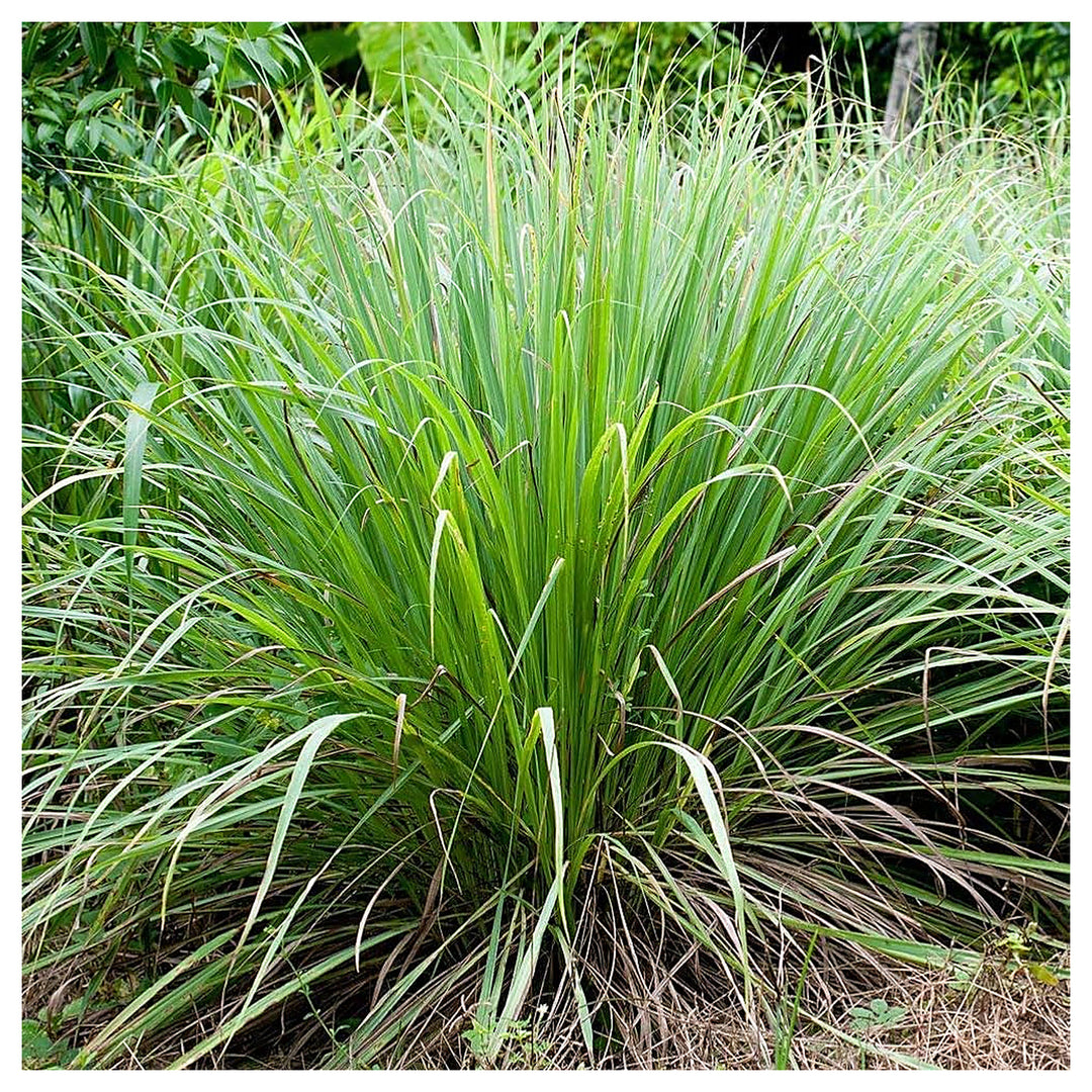 Premium Lemongrass Seeds for Planting – Non-GMO, High Germination Heirloom Organic Garden Seeds for Home Garden &amp; B | Neera Seeds product photo [neera-v4-421b2ba52dd97d1963dd]