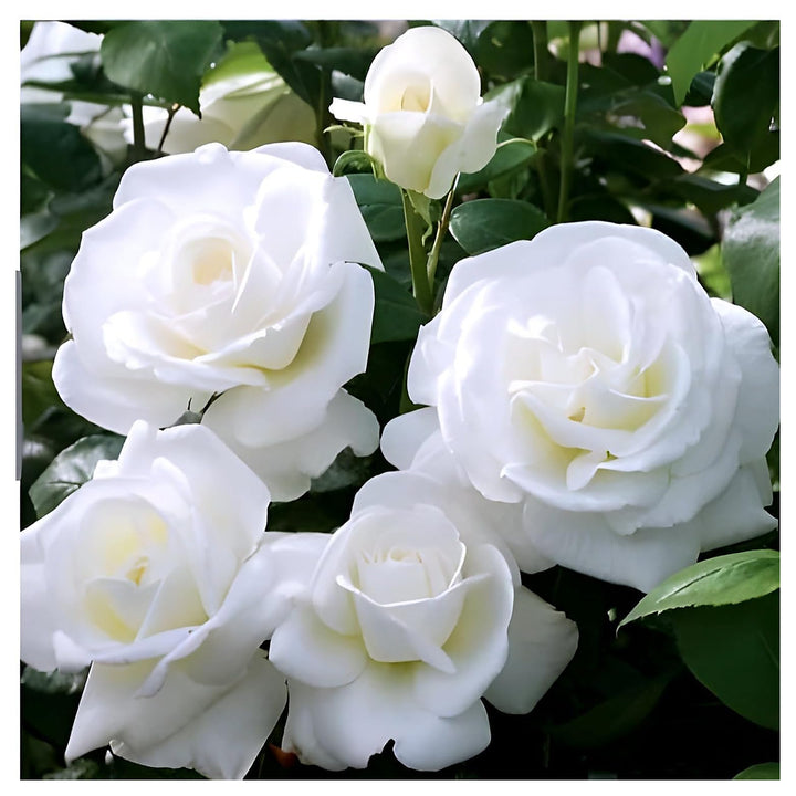 Organic White Double Petal English Rose Seeds for Planting – Heirloom Non-GMO | High Germination Organic Garden See | Neera Seeds product photo [neera-v4-4231b19e0158c2cf4b95]