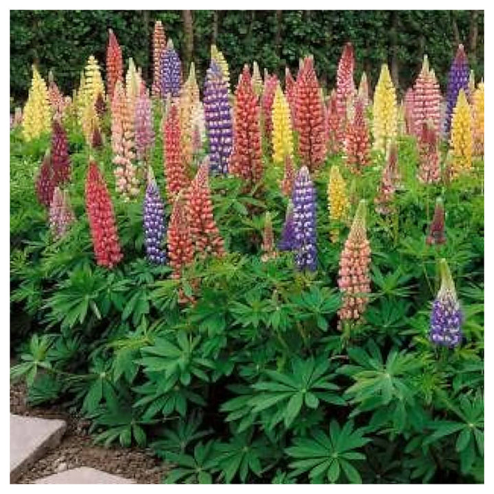 Mixed Lupine Lupinus Spp For Planting Flower Seeds for Home Garden Planting, Lush Organic Blooming | Neera Seeds product photo [neera-v4-423204e4e8d0b63f65e8]