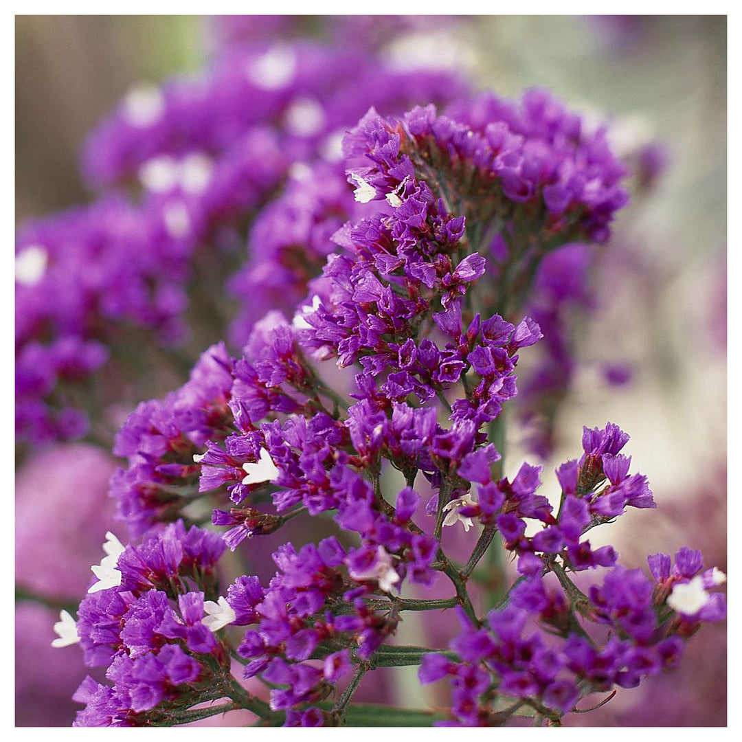 Purple Purple Statice Anziehung For Stunning Statice Flowers Flower Seeds for Home Garden Planting, | Neera Seeds product photo [neera-v4-423587721c0200c0f949]