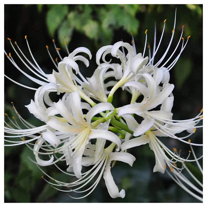 Lycoris Radiata White Seeds – Organic, Heirloom, Non-GMO Flower Seeds for Planting | Neera Seeds product photo [neera-v4-42401a5383e7968b64f4]