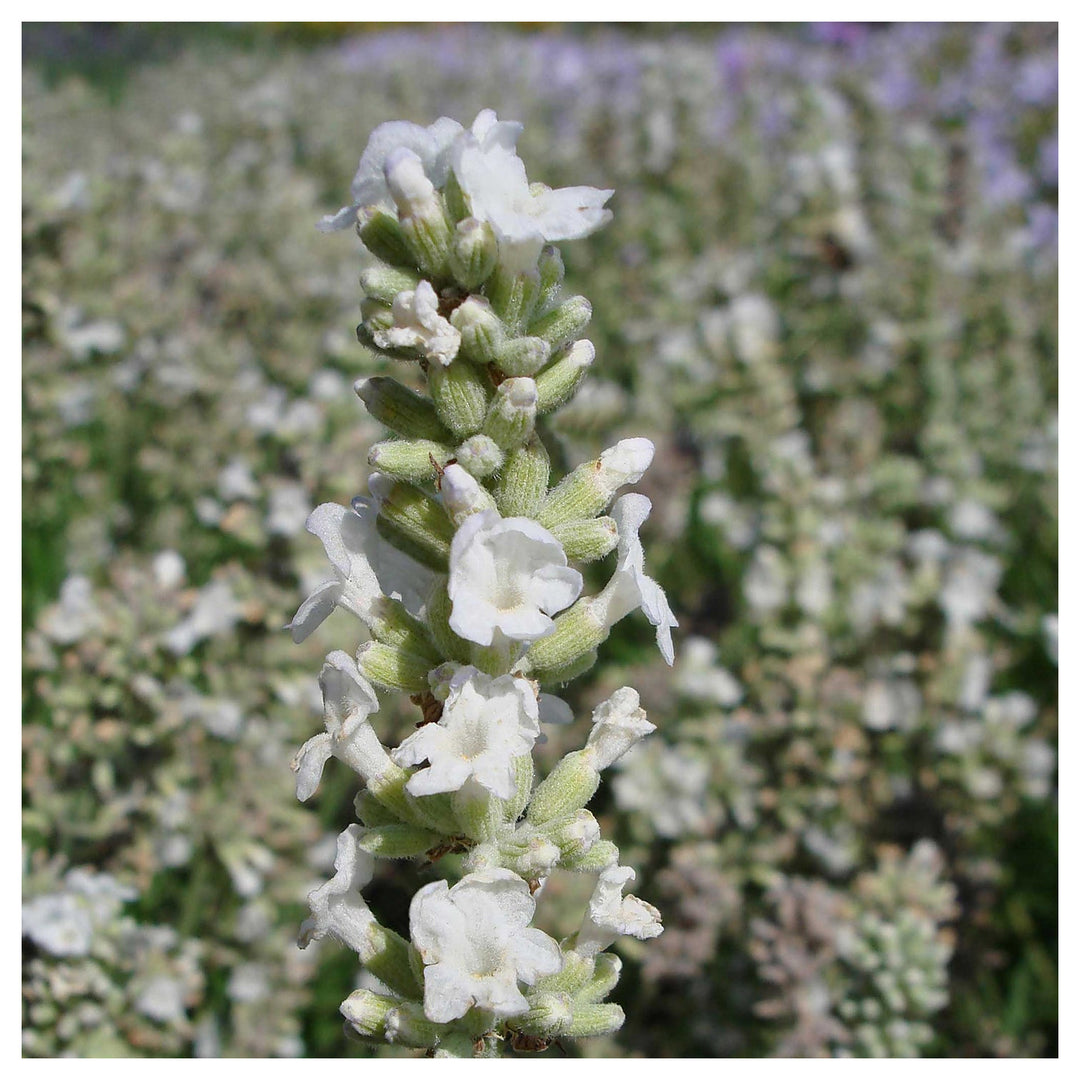 Heirloom Non-GMO White Lavender Seeds for Planting – High Germination Organic Garden Seeds | Neera Seeds product photo [neera-v4-424402dc316b06f1c910]