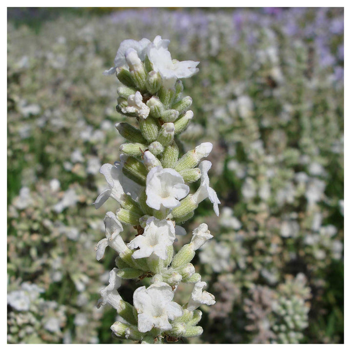 Heirloom Non-GMO White Lavender Seeds for Planting – High Germination Organic Garden Seeds | Neera Seeds product photo [neera-v4-424402dc316b06f1c910]