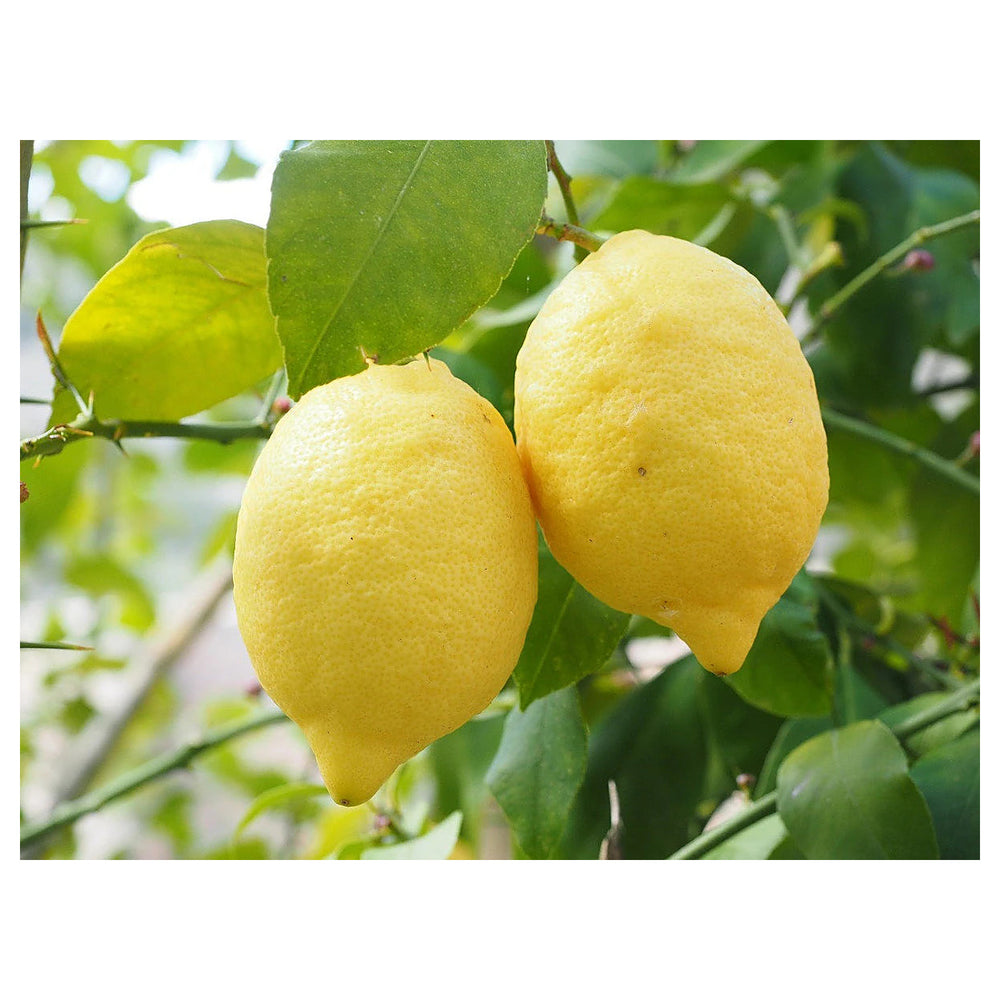 Italian Amalfi Lemon Fruit Seeds for Planting – Heirloom, Non-GMO, High Germination Organic Garden Seeds | Neera Seeds product photo [neera-v4-42445625ff4356afaf44]